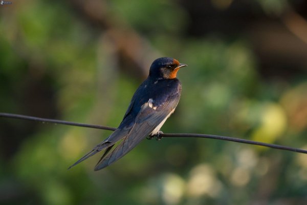 Ласточка городская Перелетная птица