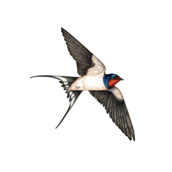 Ласточка на белом фоне