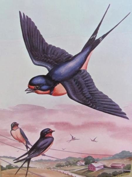 Птичка Ласточка