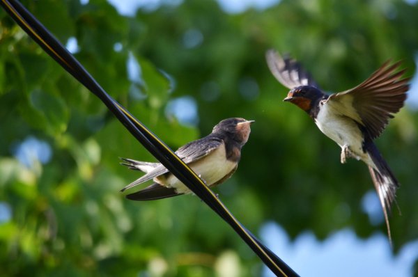 Красивая Ласточка
