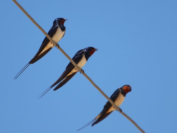 Насекомоядные птицы Ласточка