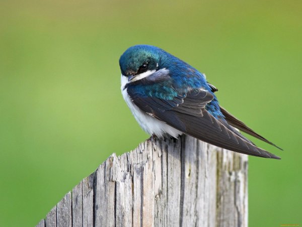 Ласточка птица