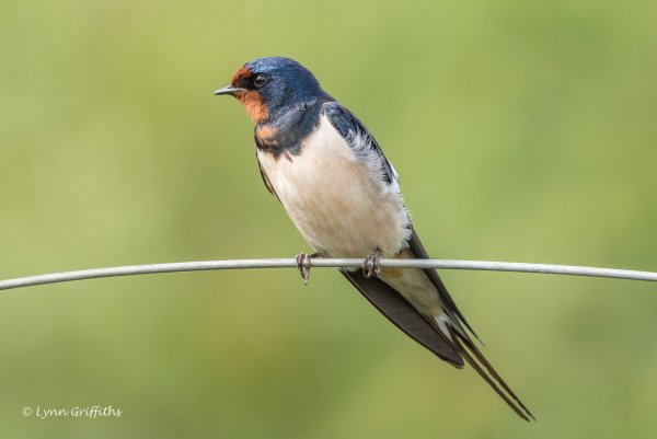 Клювы птицы Ласточка