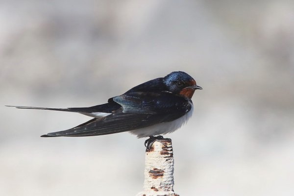 Ласточка обыкновенная