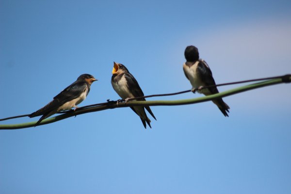 Весенние птицы Ласточка