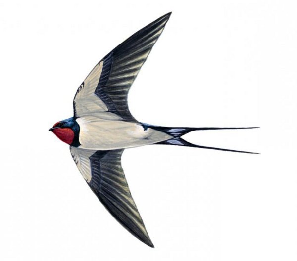 Перелетные птицы Ласточка для детей