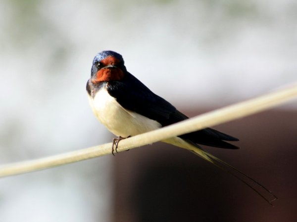Деревенская Ласточка Касатка