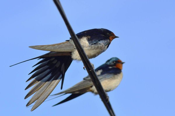 Деревенская Ласточка – Hirundo Rustica