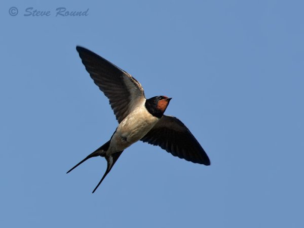 Городская Ласточка в полете