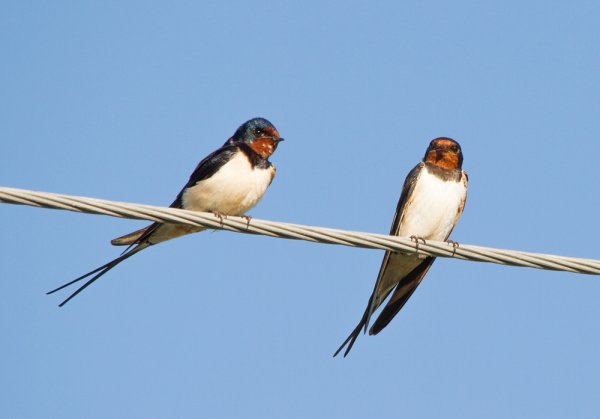 Ласточка деревенская биотоп