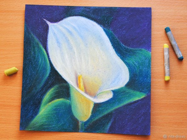 Цветы пастелью сухой для начинающих