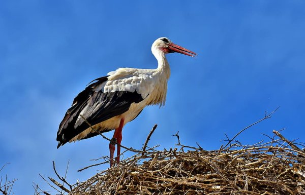 Окрас аиста