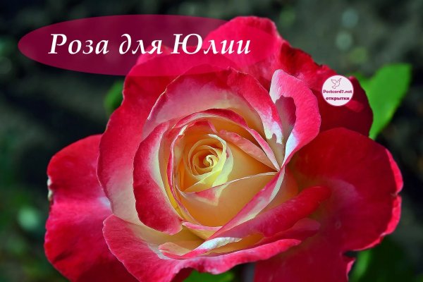 Букеты цветов для юли