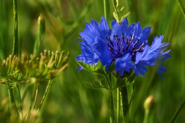 Василек синий (Centaurea cyanus)