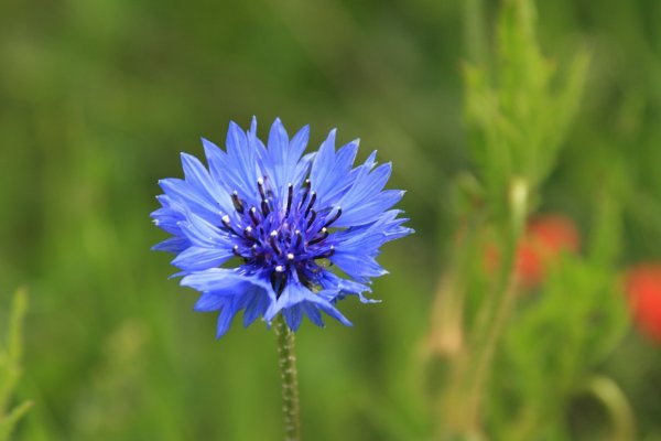 Василёк Солнечный (Centaurea solstitialis)