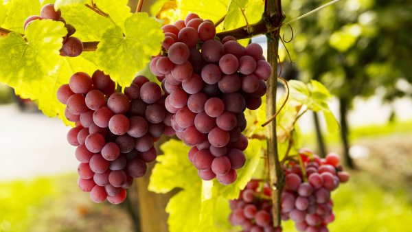 Андалузия сорт винограда