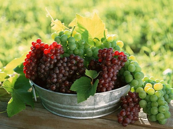 Садовые фрукты и ягоды