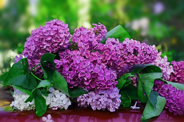 Сирень Гризодубова