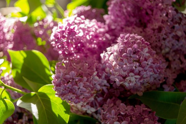 Цветы сирени