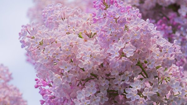 Сирень свитхарт