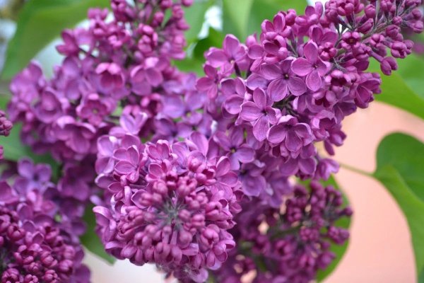 Сирень Юньнаньская