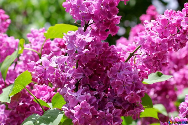 Сирень Найт