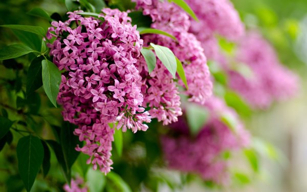 Сирень Мейера