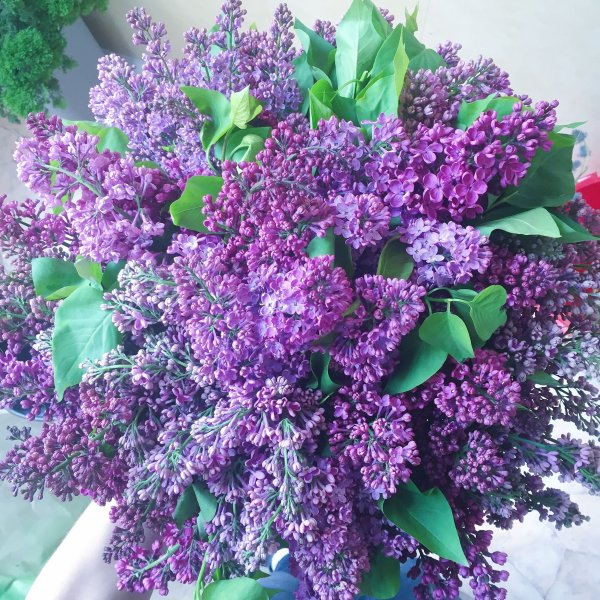 Моника Луньяк сирень