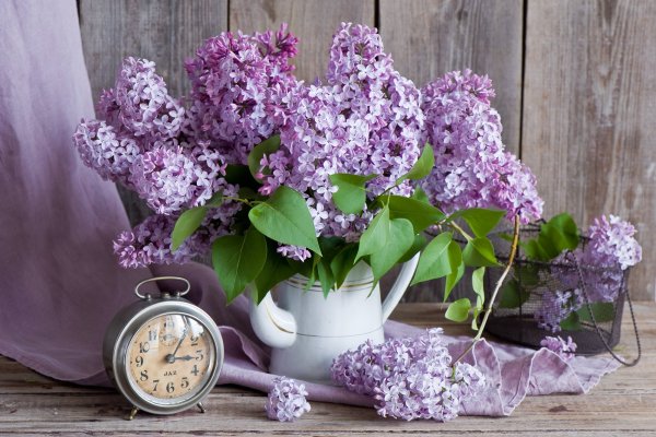 Кончаловский сирень белая и розовая