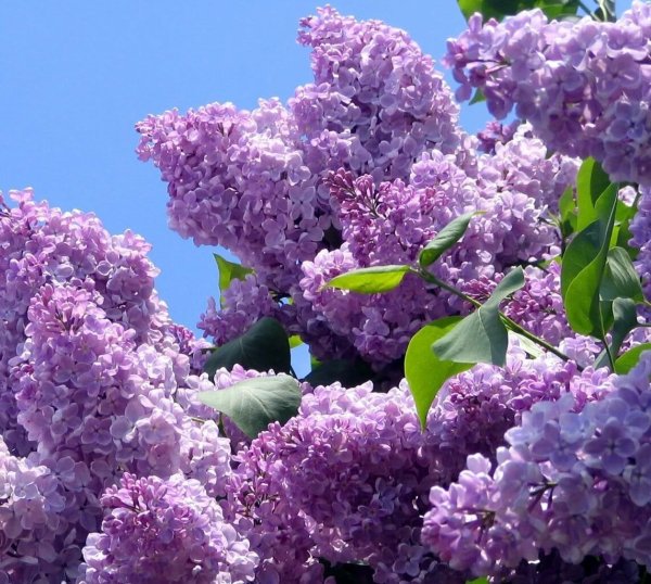 Нилето сирень