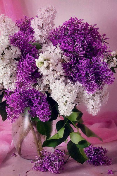 Милетто сирень