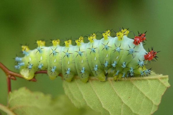 Hyalophora Cecropia гусеница