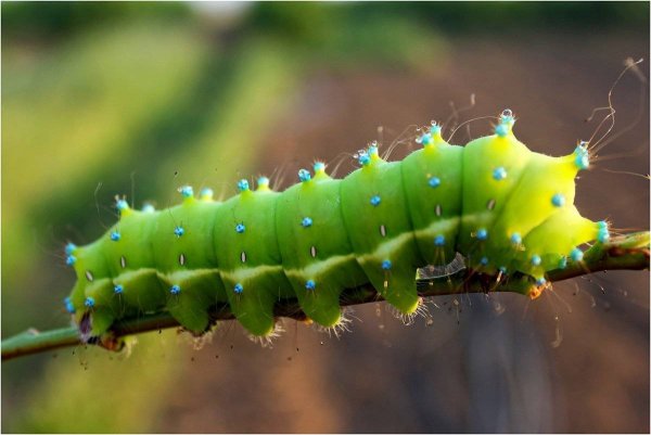 Papilio Troilus гусеница