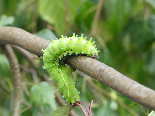 Гусеница Apochima juglansiaria
