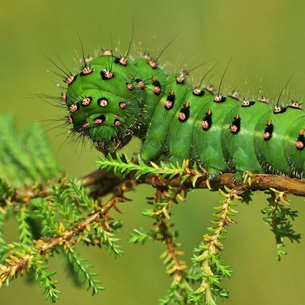 Green Caterpillar гусеница бабочки