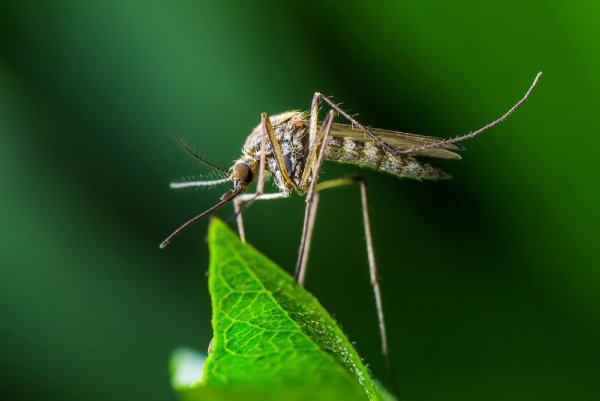 Комар Forcips