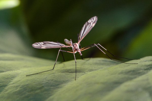 Комар обыкновенный (Culex pipiens)