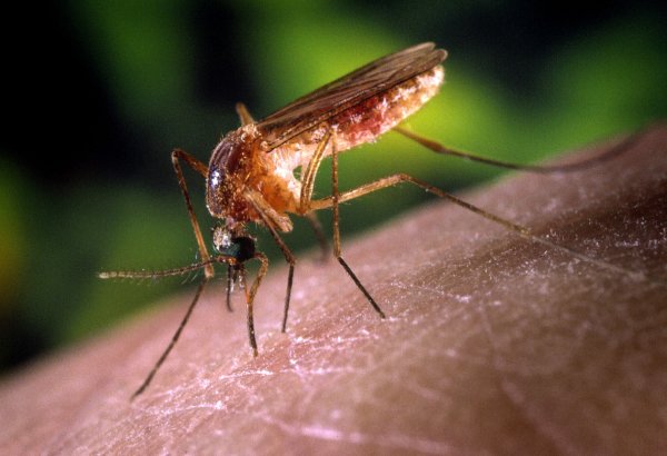 Комаров Culicidae