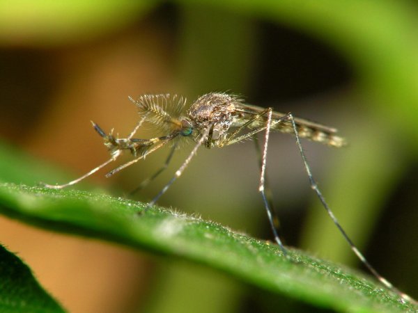 Картинки комар (46 фото)