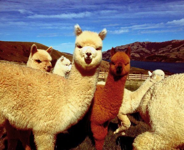 Лама альпака Викунья гуанако отличия