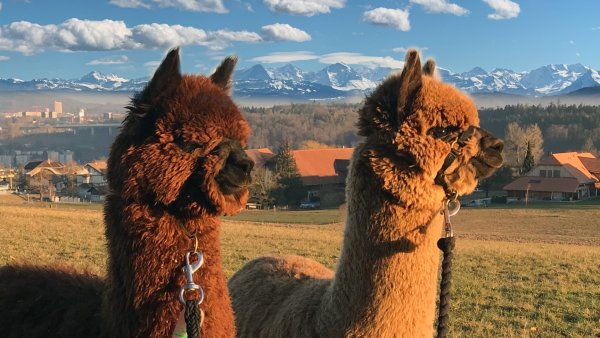 Альпака Швейцария