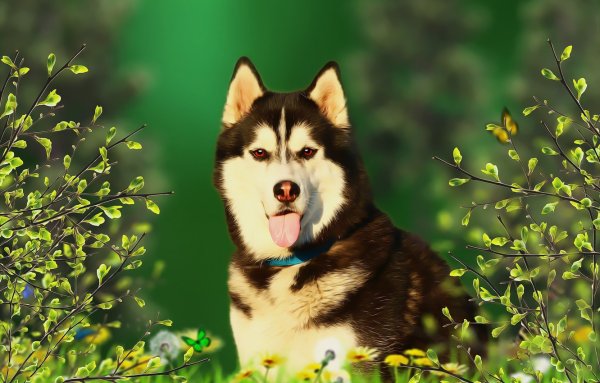 Лайка и хаски