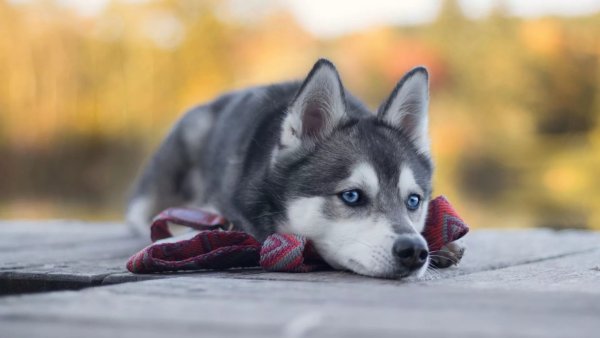 Милые хаски