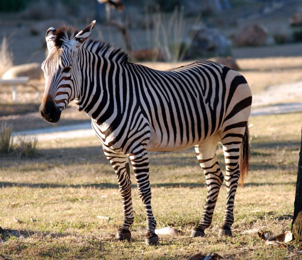 Equus Zebra Zebra