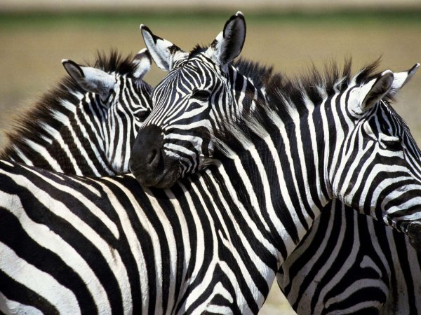 Зебры National Geographic