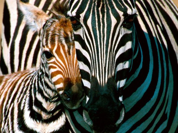 Картинки зебра (46 фото)