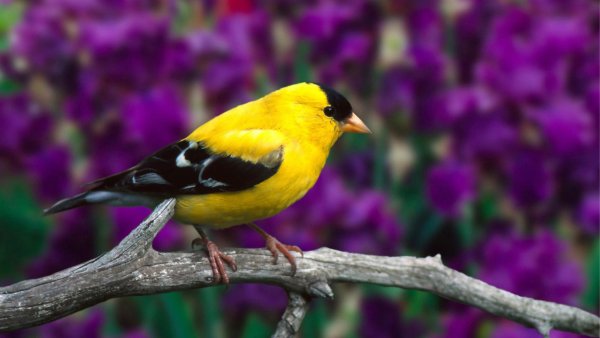 American Goldfinch птица
