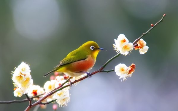 Природа птицы
