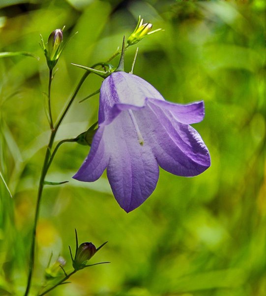 Колокольчик рапунцелевидный Кэмбелл Блю