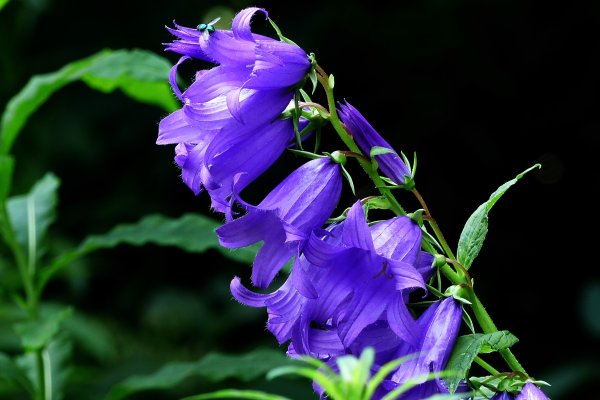 Кампанула колокольчик цветок